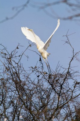 Airone bianco maggiore